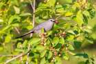 Gray catbird eating serviceberry, Marion County, Illinois. Art Print